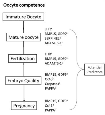 Oocyte Competence Biomarkers Associated With Oocyte Maturation: A Review